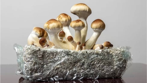Psilocybin is a key ingredient in magic mushrooms
