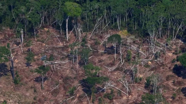 Despite the reported progress in 2023, previous few years saw an alarming rise in deforestation