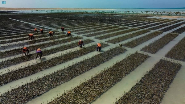 Saudi RSG launches first mangrove nursery aiming to plant over 50 mln trees