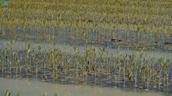 Saudi RSG launches first mangrove nursery aiming to plant over 50 mln trees