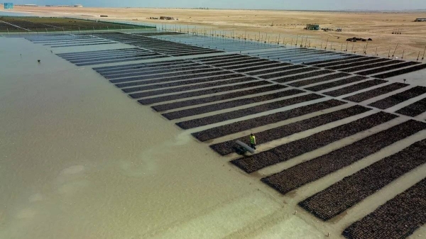 Saudi RSG launches first mangrove nursery aiming to plant over 50 mln trees