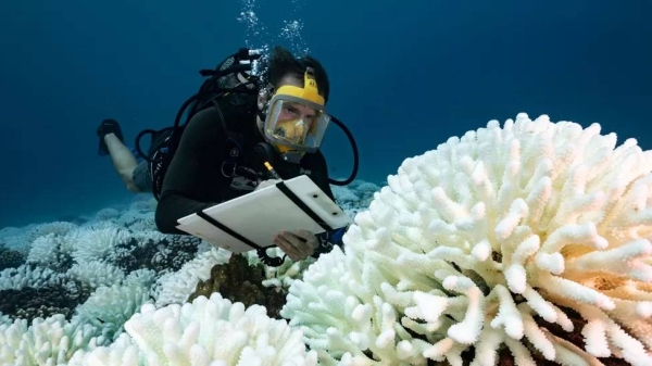 A diver checking bleached coral