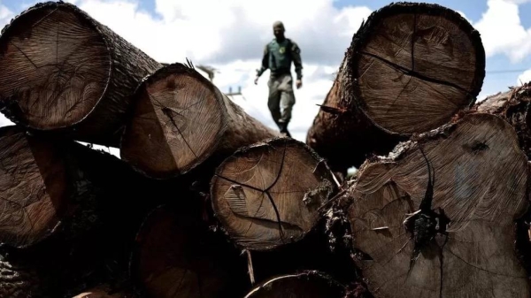 A Brazilian official inspects a tree extracted from the Amazon rainforest