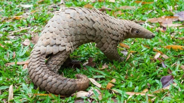 All eight species of pangolin are threatened, with three listed as critically endangered