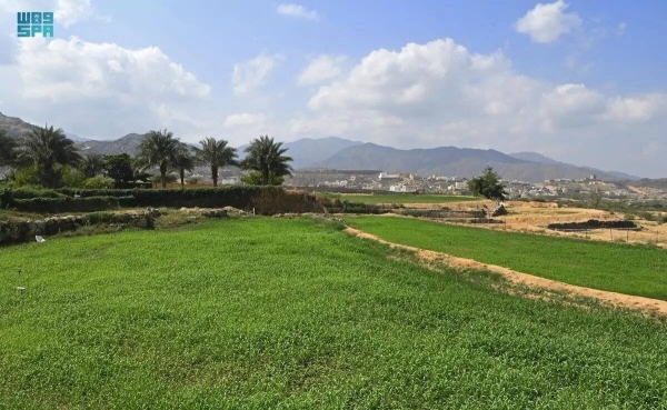 Self-sufficiency in Saudi date production hits 124% in 2022