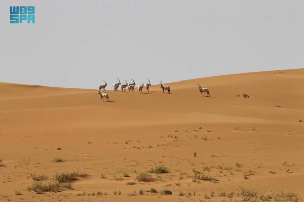 The Uruq Bani Ma'arid Reserve, located along the western edge of Ar-Rub Al-Khali (The Empty Quarter), shelters the world's only free-ranging herd of Arabian Oryx.