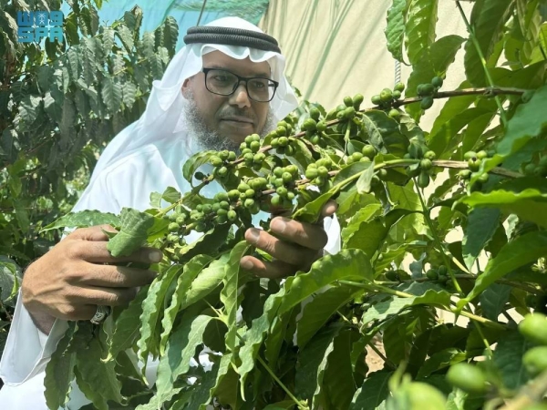 Najran's farmers see a promising future for coffee plantations in the region.