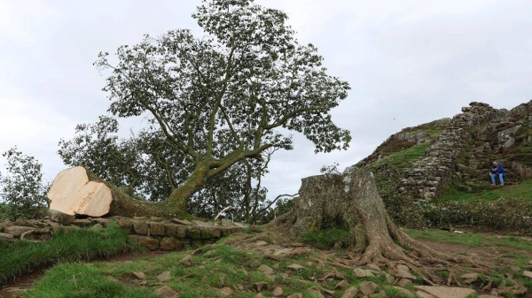 General view of the Sycamore Gap tree that was felled, in Northumberland, Britain, September 28, 2023