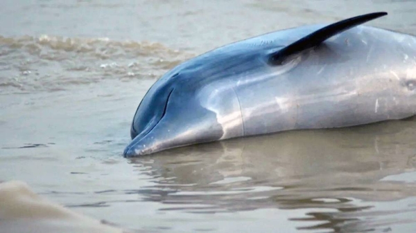 One of many dolphins found dead in the Amazon amid a worsening drought. — courtesy André Zumak/Mamirauá Institute