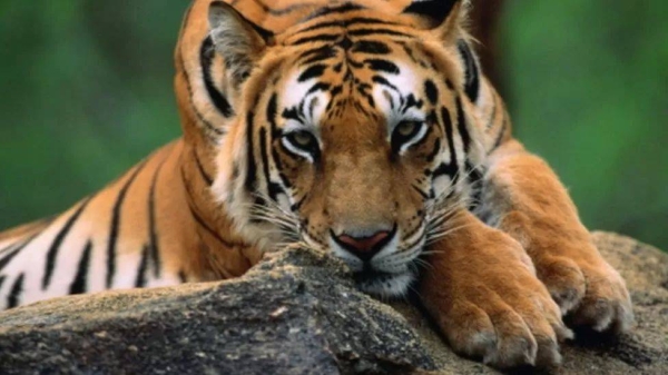 Tigers are a highly endangered species in India