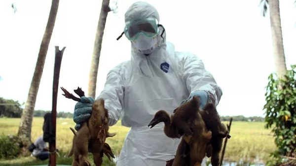 A health official holds ducks to be culled following the death of more than 1,000 ducks in the area from bird flu