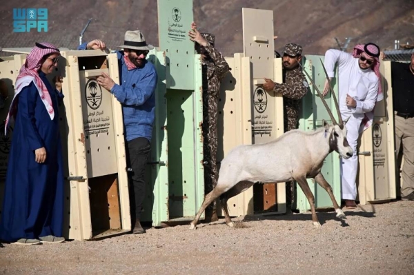 The National Center for Wildlife released on Sunday the first batch of 85 endangered animals, marking the commencement of the 2023-2024 season.