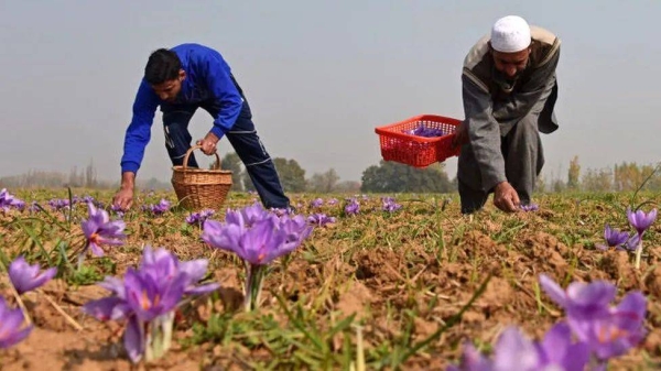 The fields around Pampore are the centre of India's saffron production