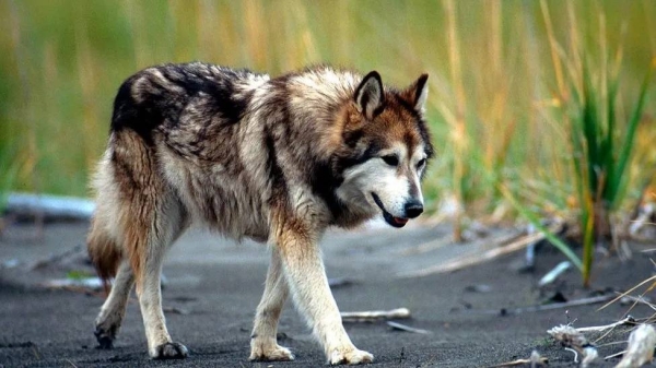 Wolf-dog hybrids are banned as pets in some US states, but are legal in Alabama
