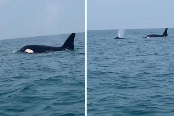 Through a video clip posted on its X account on Sunday, the NCM revealed that it had monitored orcas in the waters of the Farasan Islands Reserve.
