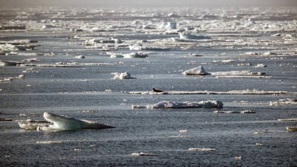 A seal near Svalbard, in the Arctic Ocean in Norway on July 18, 2022. Environmental groups warn that Norway's decision to push ahead with deep sea mining presents a threat to marine life in this region. — courtesy Getty Images/File