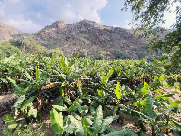 Banana plantations farms in the ancient village of Thee Ain in Al Baha
