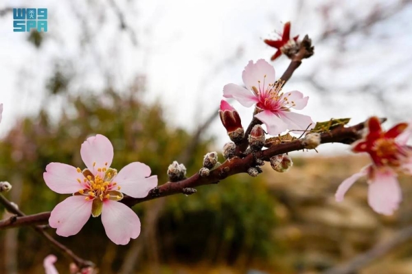 The Bajali almond trees in Maysan Governorate's Bani Malik villages, south of Taif, are currently in full bloom, creating a stunning landscape on the mountain tops. 