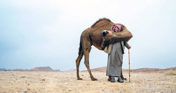 Camels hold a special place in local culture