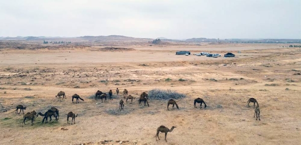 Camels hold a special place in local culture