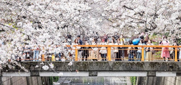 Travelers who arrived in Tokyo in April 2023 to experience the city's famous cherry tree petals were faced with quite a surprise: instead of blooming as forecast in late March, the pink sakura appeared 10 days earlier than predicted.