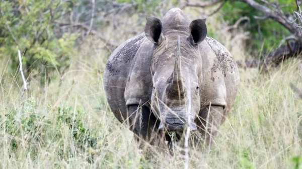 The majority of the rhinos poached in South Africa last year were in the Hluhluwe-Imfolozi National Park. — courtesy Getty Images