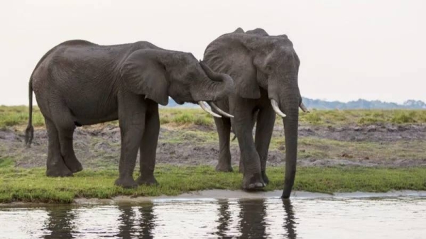 Botswana, and other southern African countries, have too many elephants