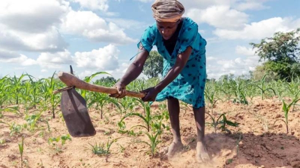 Mnangagwa said on Wednesday the country needs $2bn (£1.6bn) to tackle hunger caused by low rainfall which has wiped out about half of the maize crop.