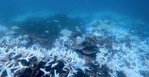 The devastating impact of coral bleaching seen in the Great Barrier Reef.