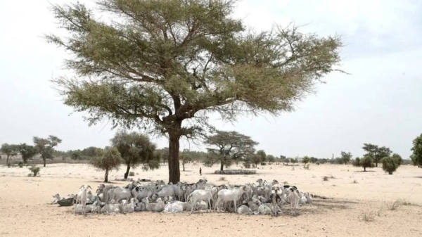 Senegal has a long experience of heatwaves and is seeing decreasing rainfall as a result of climate change