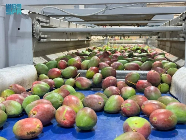 Alrowia collaborates with the Jazan Development and Investment Company (JAZADCO) to ensure that the mangoes are processed, cleaned, and packaged to meet international standards. 