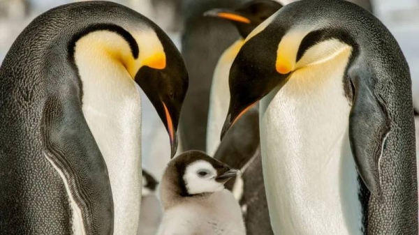 Experts say that emperor penguin chicks have suffered as a result of warmer seas