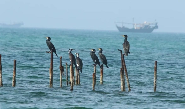 Saudi Arabia launches 'groundbreaking' project to protect ecosystems in Arabian Gulf