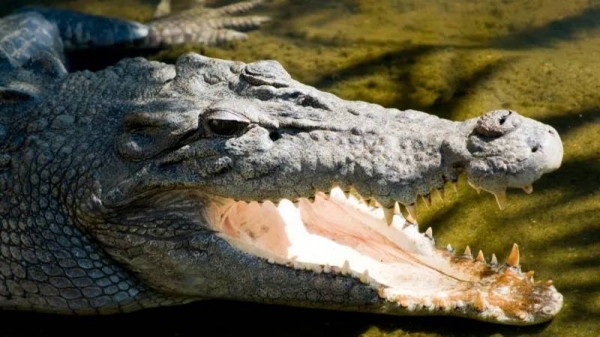 The 12-year-old was last seen around dusk on Tuesday, swimming near the remote Northern Territory town of Nganmarriyanga