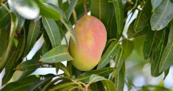 Mangoes are grown in several regions across an area estimated at 6,966 hectares.