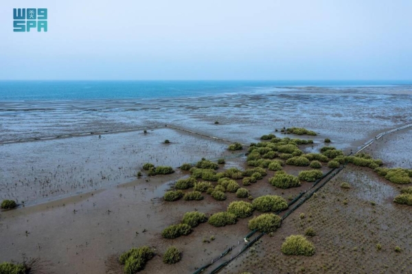 The project distribution includes 5.5 million seedlings in Jazan, 2.4 million in Makkah, Two million in Madinah, 1.5 million in Tabuk, one million in Asir, and 500,000 in the Eastern Region.