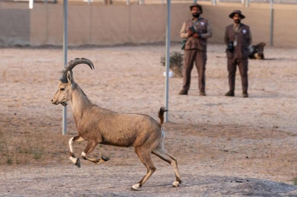 The Board of Directors of the Prince Mohammed bin Salman Royal Reserve Development Authority, announced the launch of the Reserve’s Integrated Development Management Plan.
