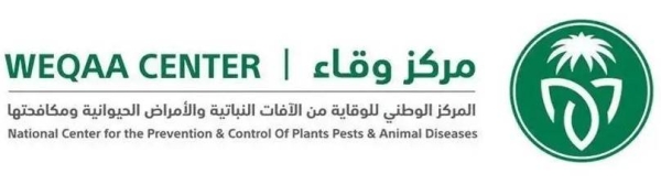 Pilot survives airplane crash in Jazan