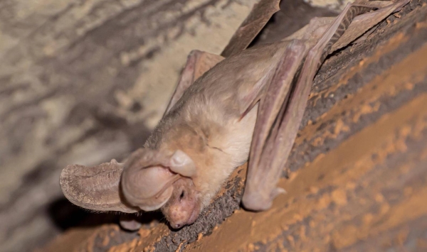 The Pallid bat (Antrozous pallidus) that was recently discovered in Saudi Arabia's Northern Borders region.
