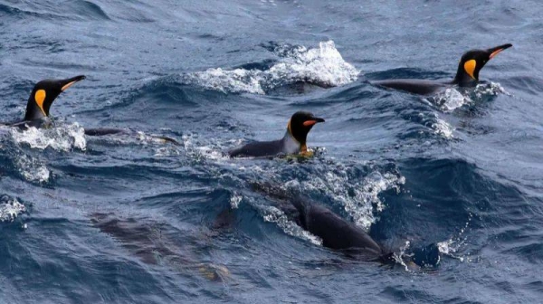 The imposition of tariffs on the Heard and McDonald islands were meant to close 'ridiculous loopholes', said the US Commerce Secretary