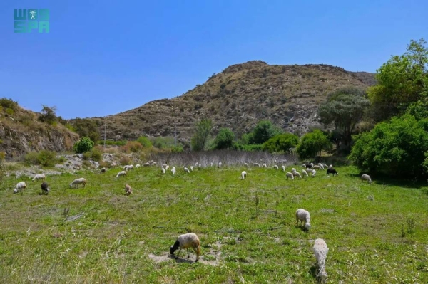 Al Baha’s valleys embody magic of nature in Saudi Arabia