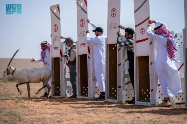 The released animals included five Arabian oryxes, 15 sand gazelles, two steppe eagles, and three Egyptian vultures.
