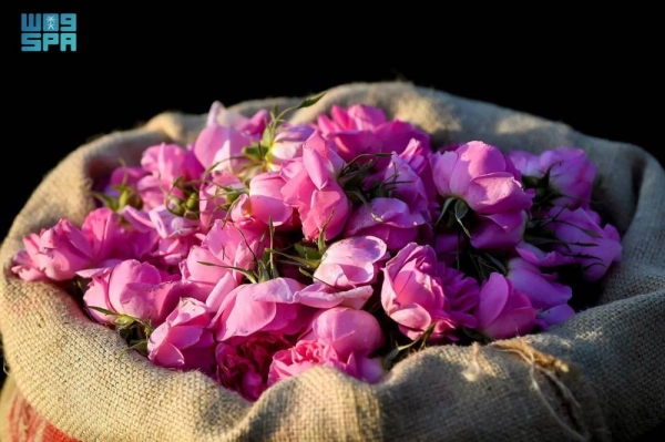 Taif region produces 960 million roses annually