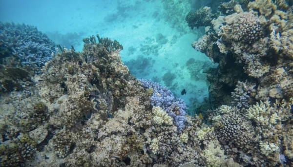 The 'Great Reef' showcases the marine heritage of Red Sea reefs