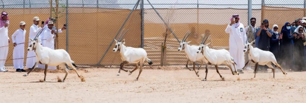 The release of the endangered animals into the King Khalid Royal Reserve included 20 Arabian sand gazelles, five Arabian Oryx, four wild hares, three steppe eagles, and a Black kite.