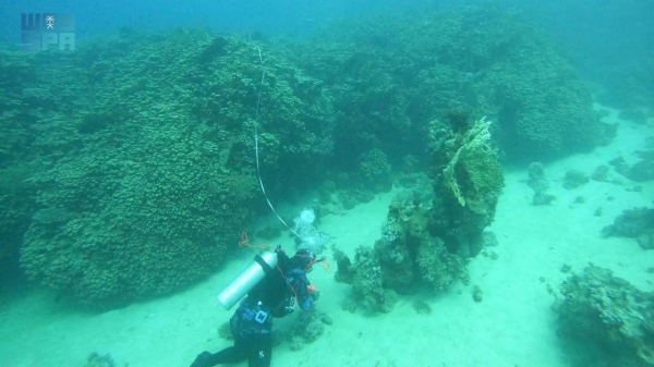 A giant coral colony of the Pavona species was discovered within the waters of AMAALA in the Red Sea on the northwestern coast of Saudi Arabia.
