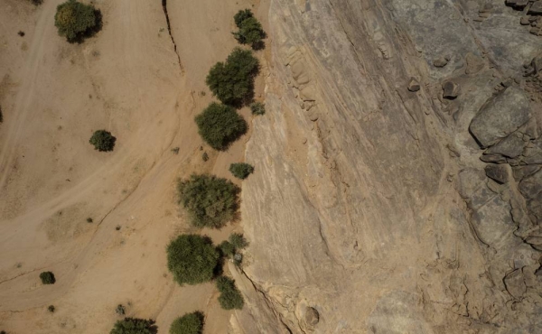 Saudi Arabia’s national afforestation program achieves major milestones with 141 million trees planted