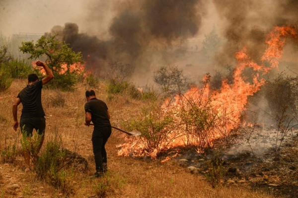 Saudi Arabia studies ways to combat forest fires and promote sustainability