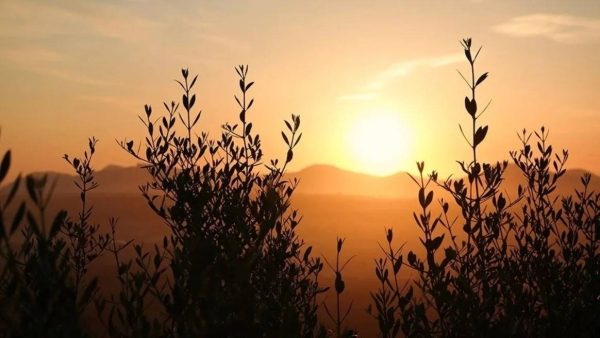 The skies over Saudi Arabia and the rest of the Northern Hemisphere witnessed the summer solstice at 5:42 AM Makkah time on Saturday, June 21.
