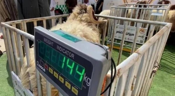 The Saudi Ministry of Environment, Water, and Agriculture has set a number of terms and conditions for the sale of livestock by weight.
